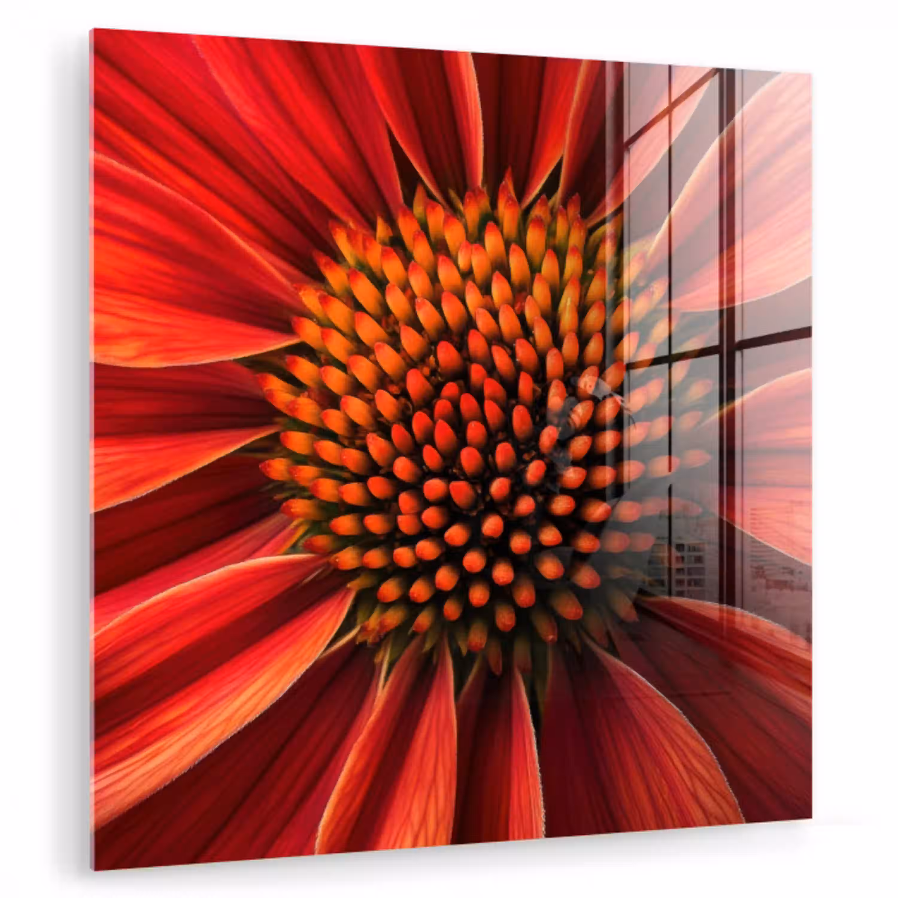 Close up - Bloem- Rood plexiglas 5mm klein -zzzproduct_nieuw