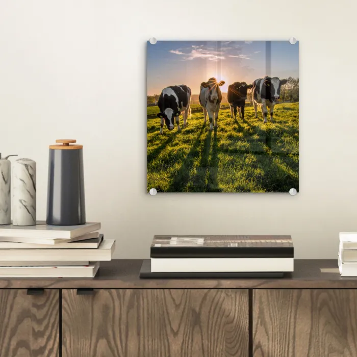 Koeien - Zon - Gras - Dieren - Boerderij plexiglas 5mm klein -sfeer1