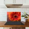 Oranje - Gerbera - Intens keuken achterwand spatscherm klein -sfeer2