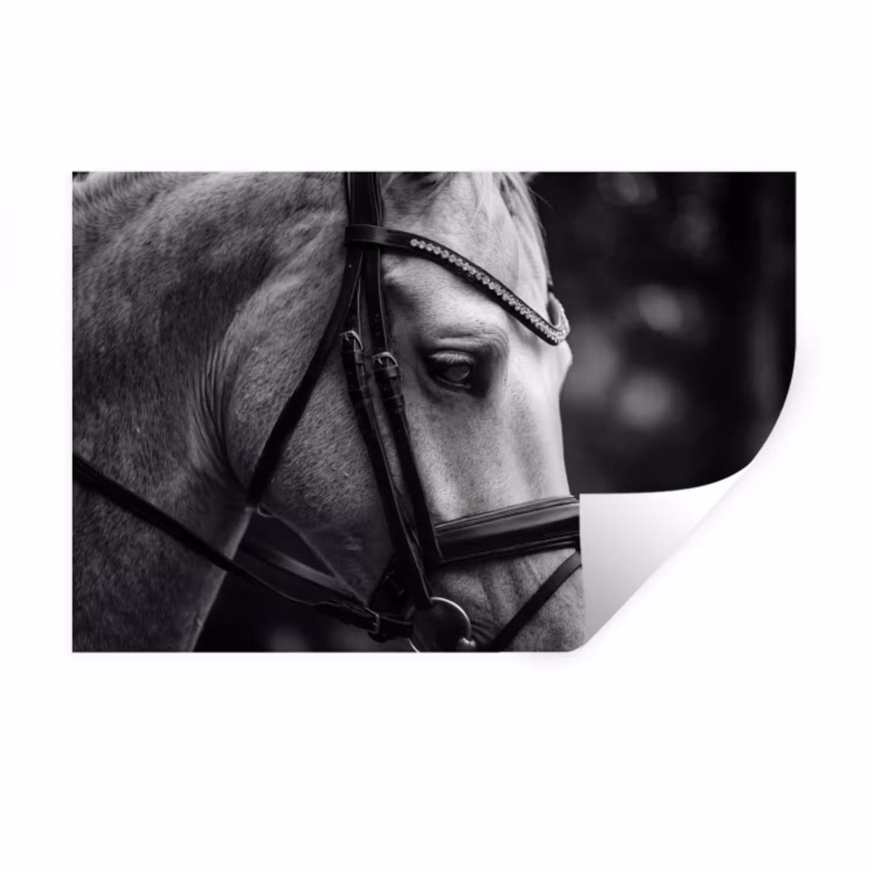Paard - Schimmel - Portret Muursticker klein -3d