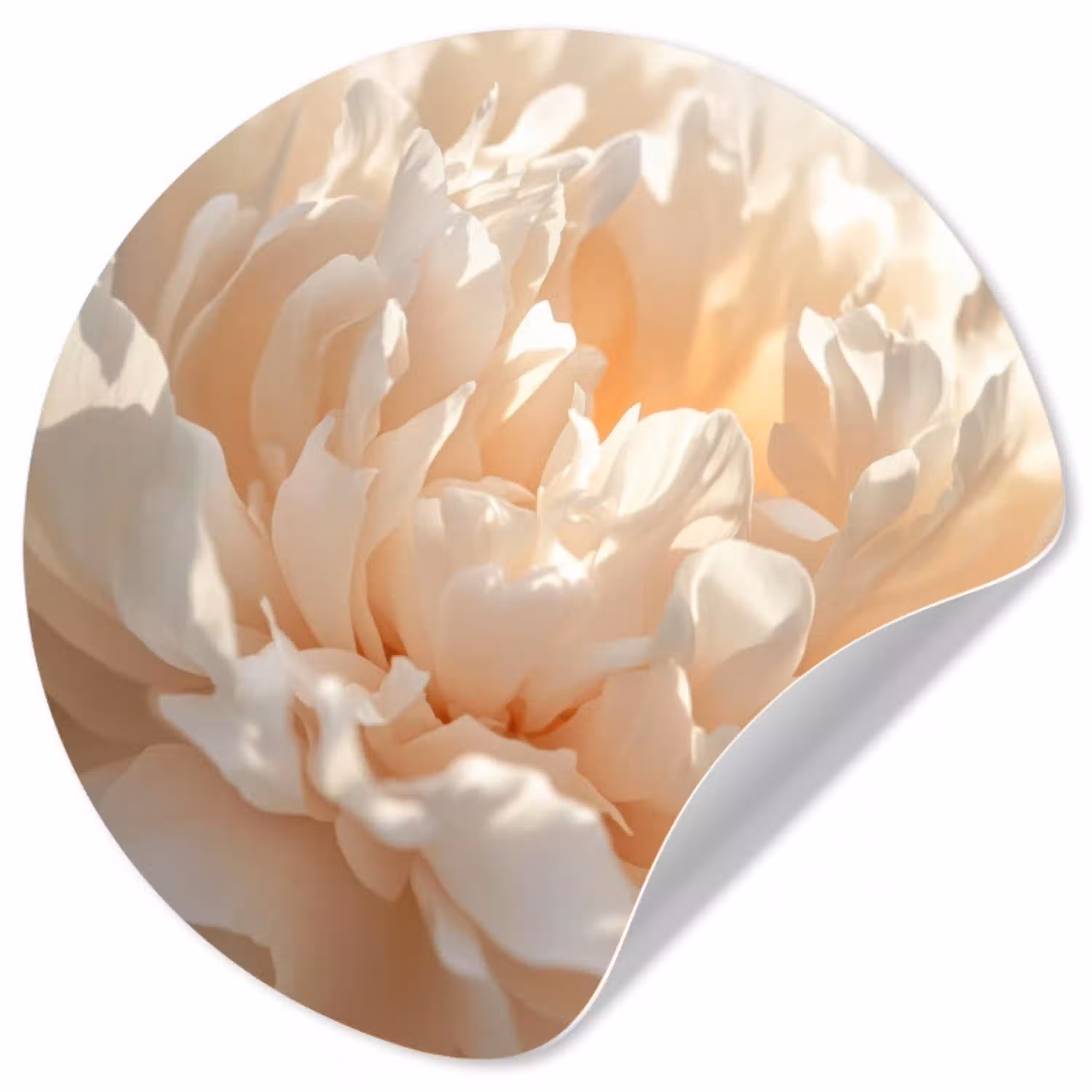 Close up - Pioenroos - Lichtroze Wandcirkel behangsticker klein -3d