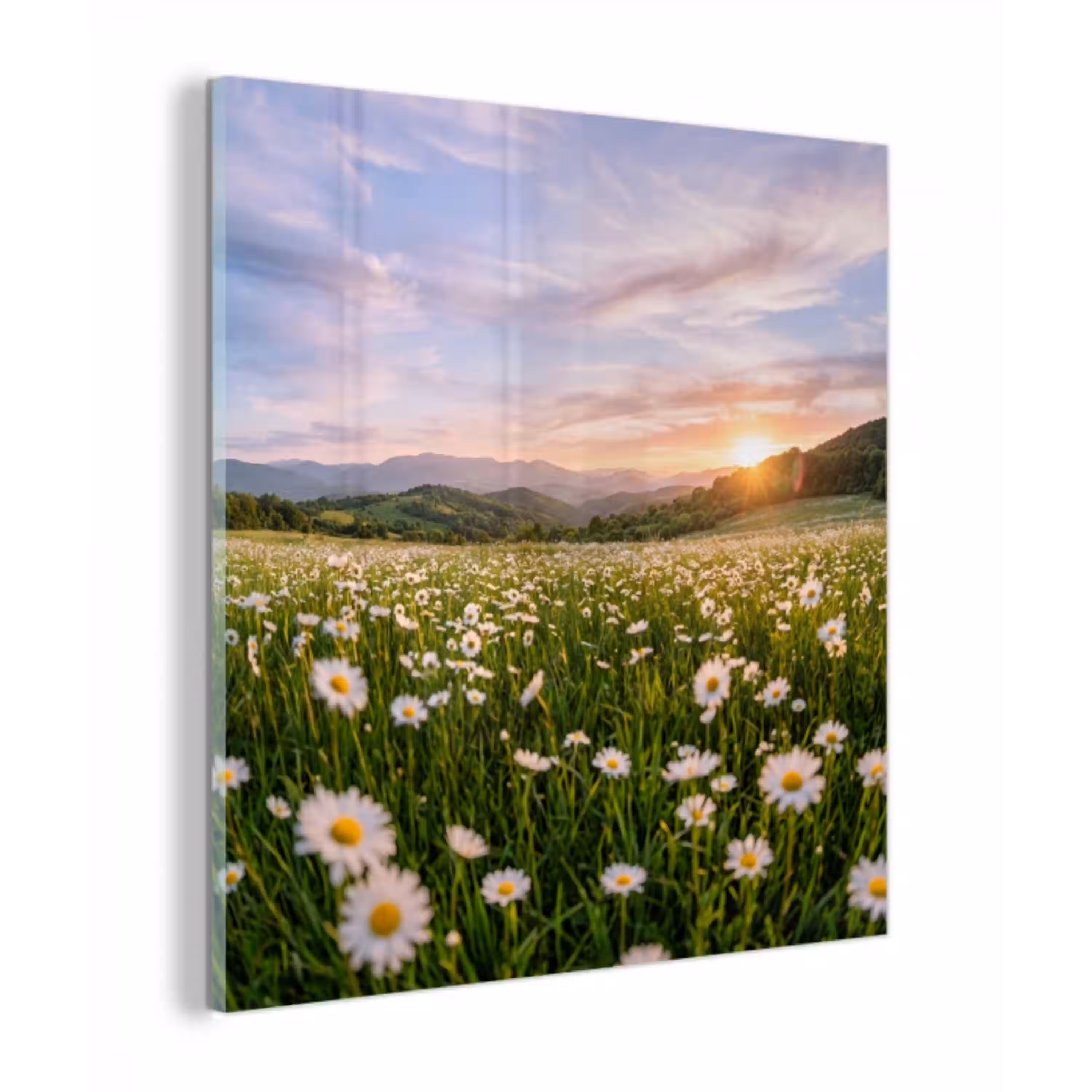 Madelief - Veld - Heuvels - Groen plexiglas 5mm klein -z3d
