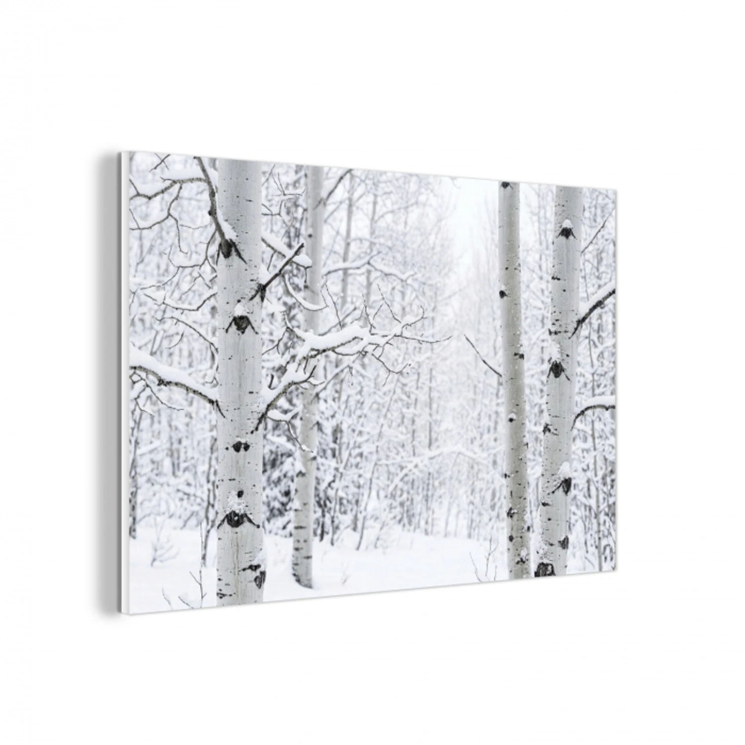 Berkenbomen - Sneeuw - Winter - Bos - Wit forex 5mm xxl -3d