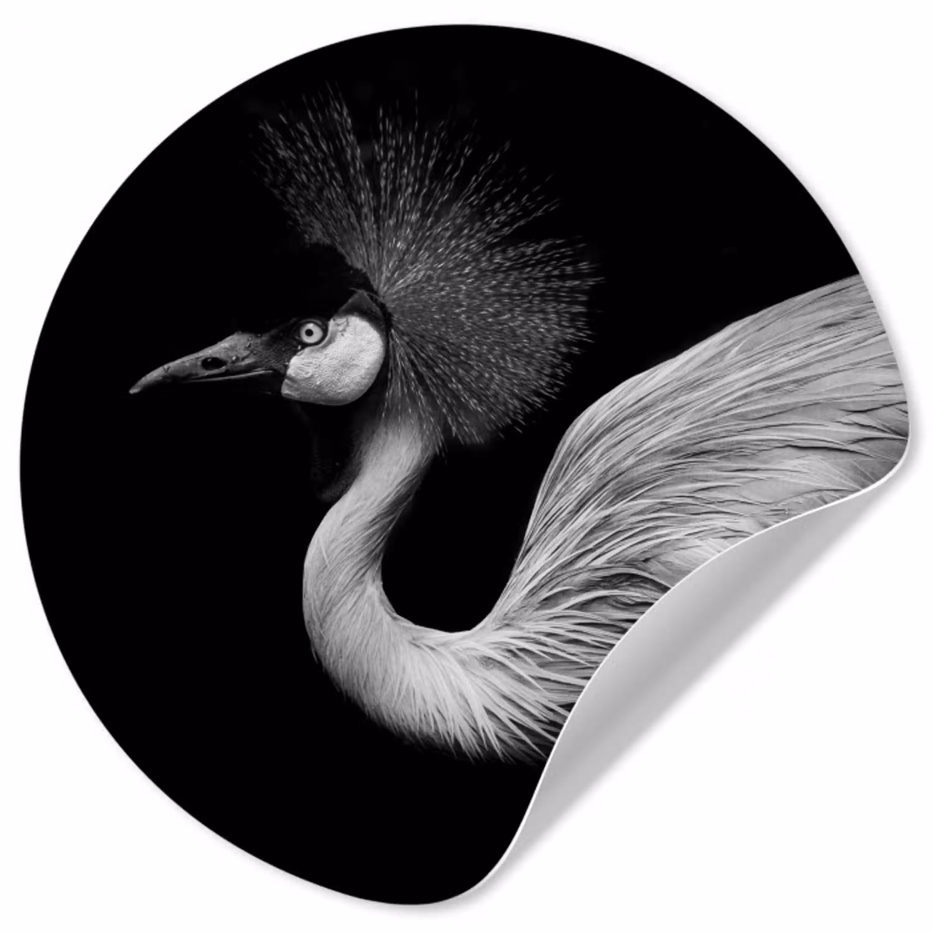 Kraanvogel - Zwart - Wit - Vogel - Dieren Wandcirkel behangsticker klein -3d