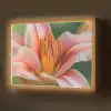 Lelie - Close up - Lichtroze Light Box met batterij (Wandlamp) middel -z3d_website