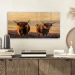 Schotse hooglanders - Heide - Landschap - Dieren plexiglas 5mm klein -sfeer1