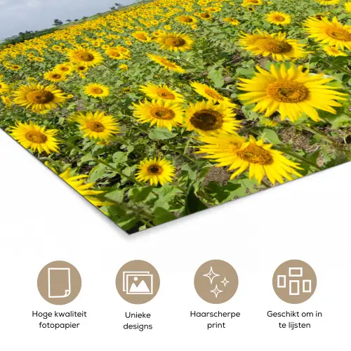 Zonnebloemen - Bloemen - Wolken - Natuur - Geel - Landschap poster papier klein -closeup_NL