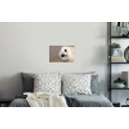 Uil - Bruin - Wit Muursticker klein -slaapkamer