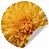 Geel - Chrysant - Zachtheid Wandcirkel behangsticker klein -3d