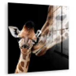 Giraffe - Dieren - Zwart - Portret - Dieren plexiglas 5mm klein -zzzproduct_nieuw