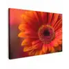 Oranje - Gerbera - Intens canvas 2cm klein -z3d