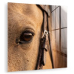 Paard - Oog - Bruin plexiglas 5mm klein -zzzproduct_nieuw