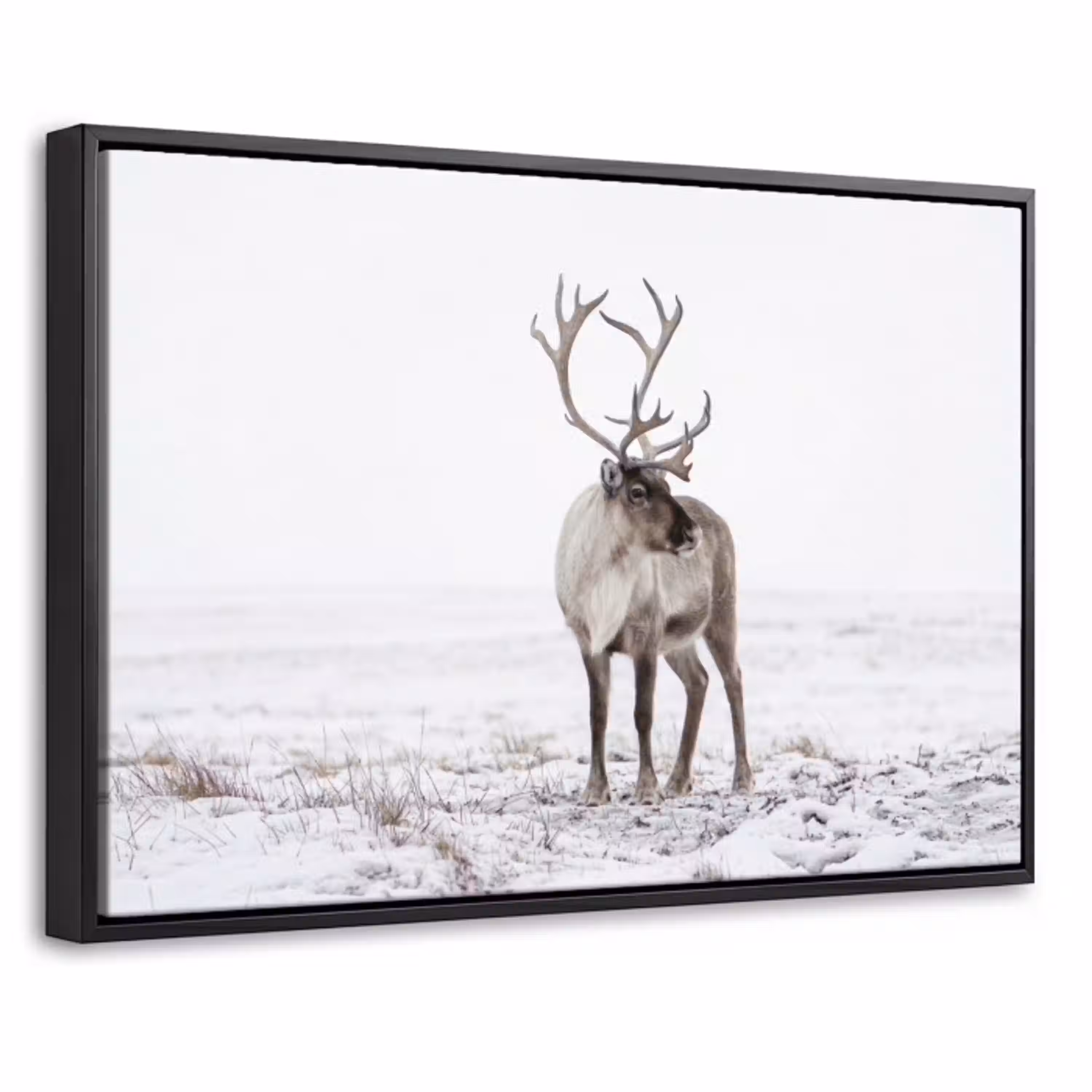Rendier - Gewei - Sneeuw - Winter Canvas met baklijst klein -threedimensional_3d_global