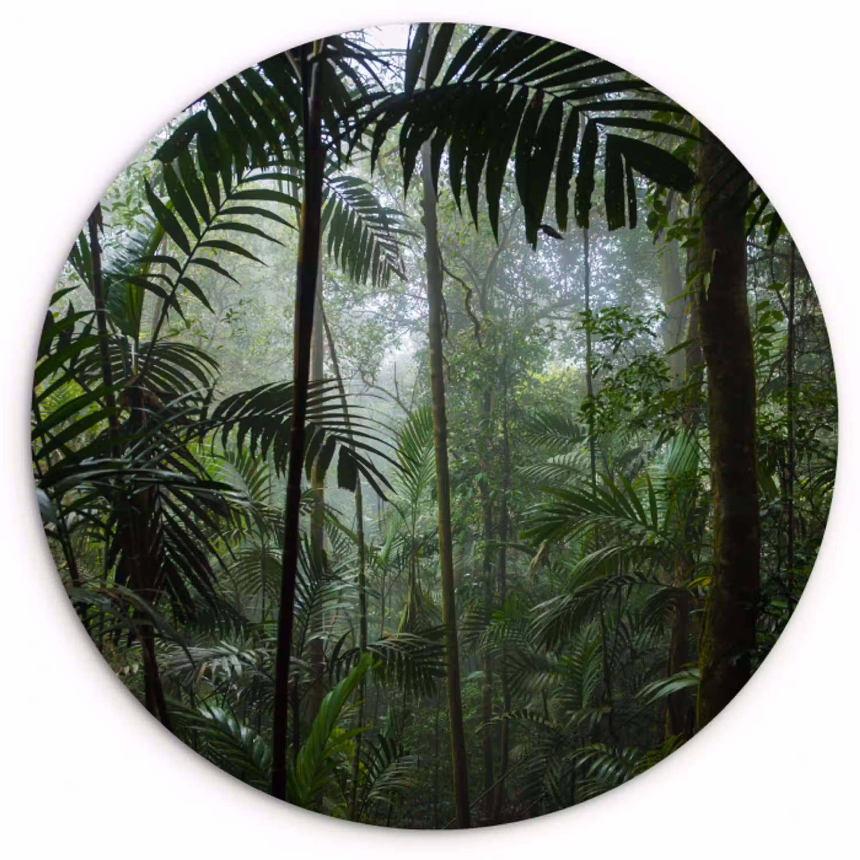 Regenwoud - Tropisch - Jungle - Bomen - Planten Wandcirkel kunststof plaat 5mm dik klein -3d