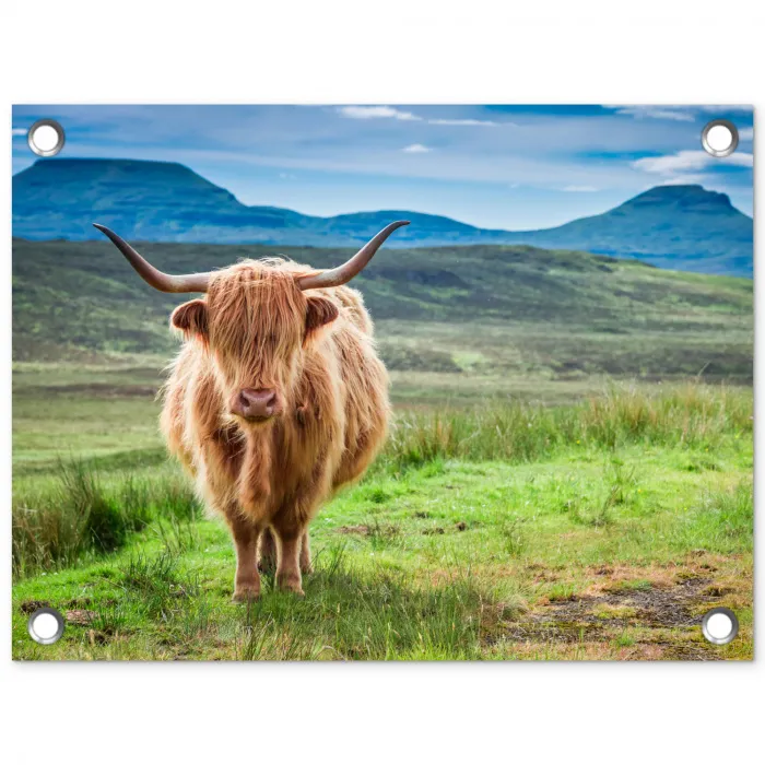 Schotse hooglander - Koe - Natuur - Berg - Gras tuinposter los doek klein -3d