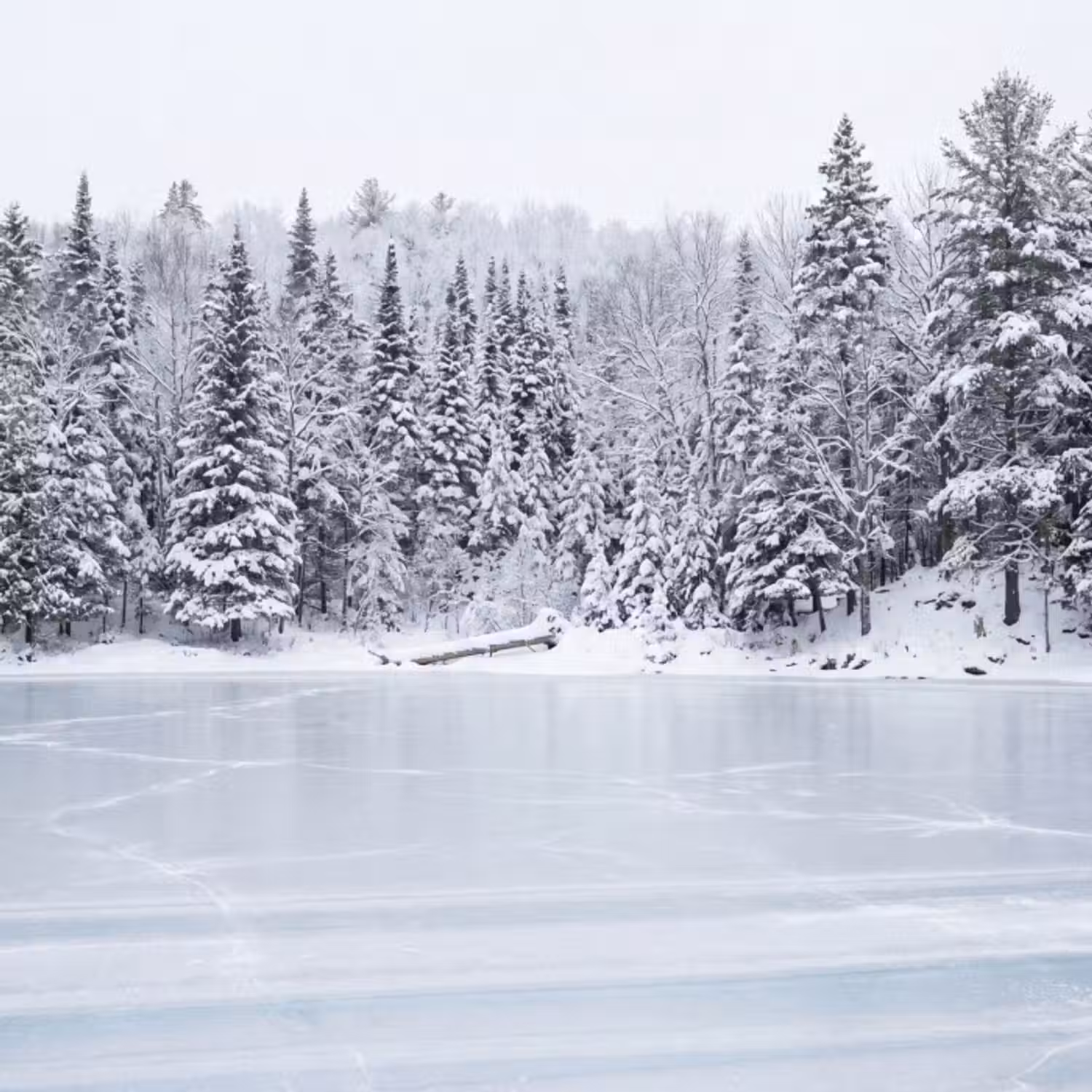 Behang - Meer - Dennen - IJs - Winter - Rustgevend