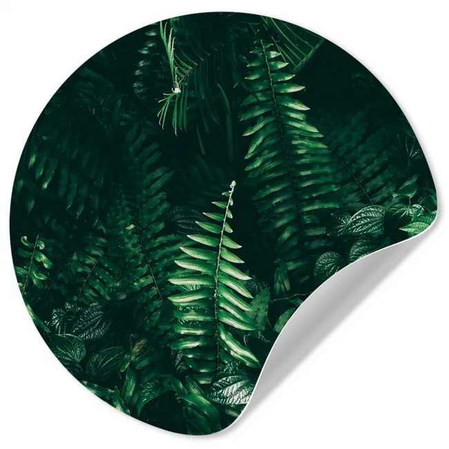 Bladeren - Jungle - Natuur - Tropisch - Planten Wandcirkel behangsticker klein -3d
