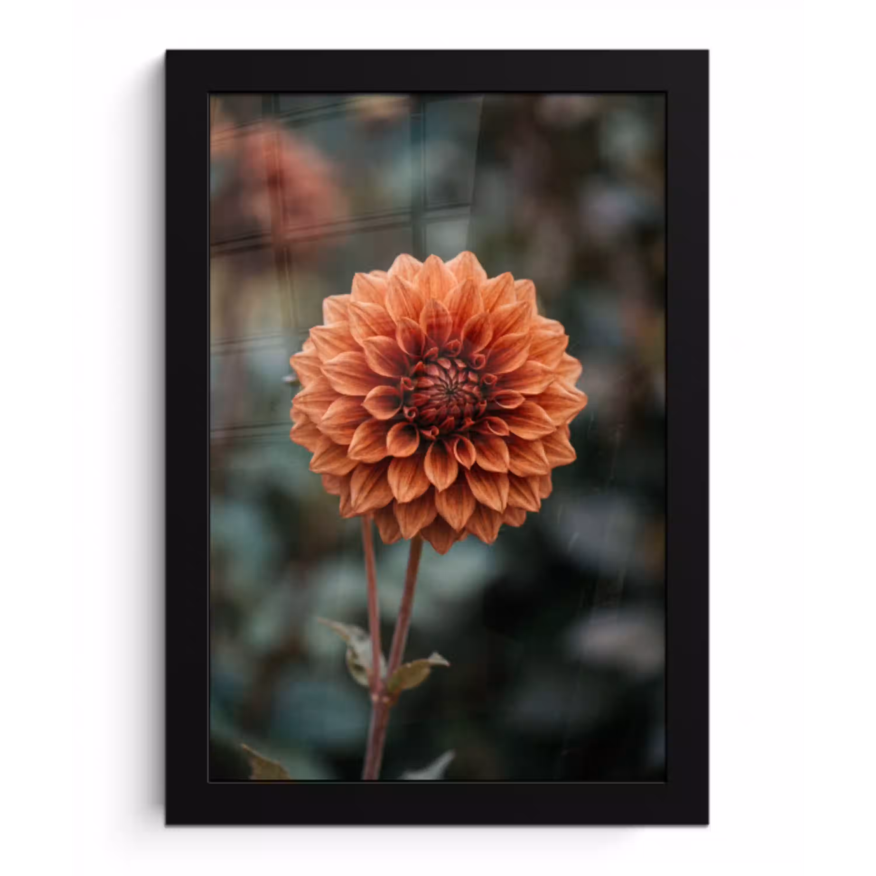 Dahlia - Bloem - Natuur - Sfeervol fotolijst zwart zonder passe partout klein -3d
