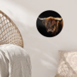 Schotse Hooglander - Horens - Zwart - Dieren - Natuur - Wild - Koe Wandcirkel behangsticker klein -sfeer4