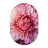 Dahlia - Bloem - Close up - Roze Wandcirkel Ovaal Glas middel -3d