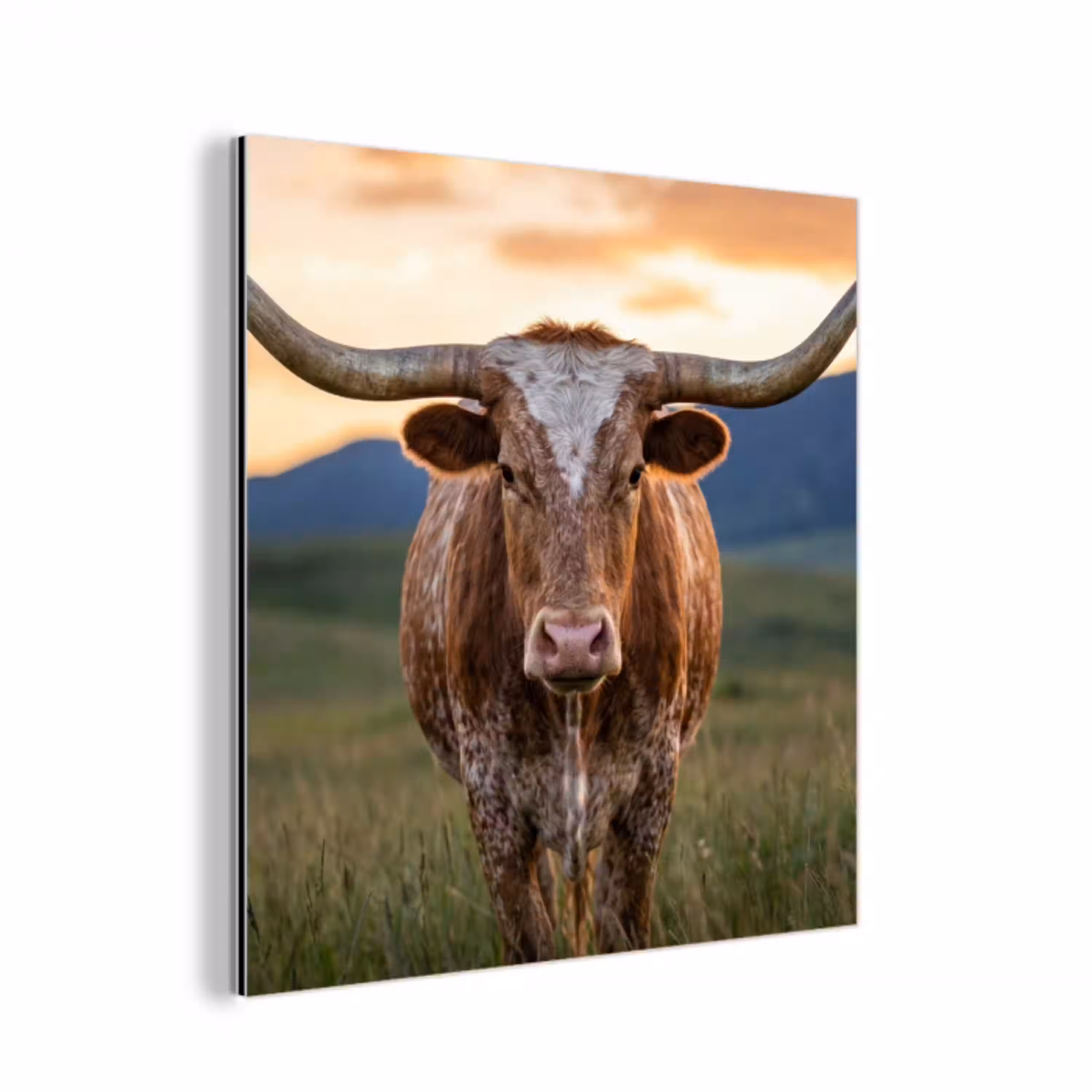 Longhorn - Landschap - Zonsondergang aluminium wit klein -3d