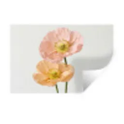 Papavers - Botanisch - Roze Muursticker klein -3d