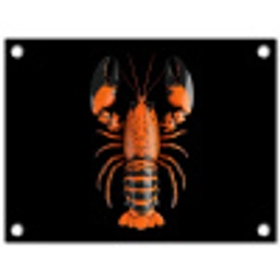 Kreeft - Oranje - Zwart - Modern tuinposter los doek klein -3d