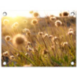 Verlichte zaadhoofden in de avondzon tuinposter los doek klein -3d