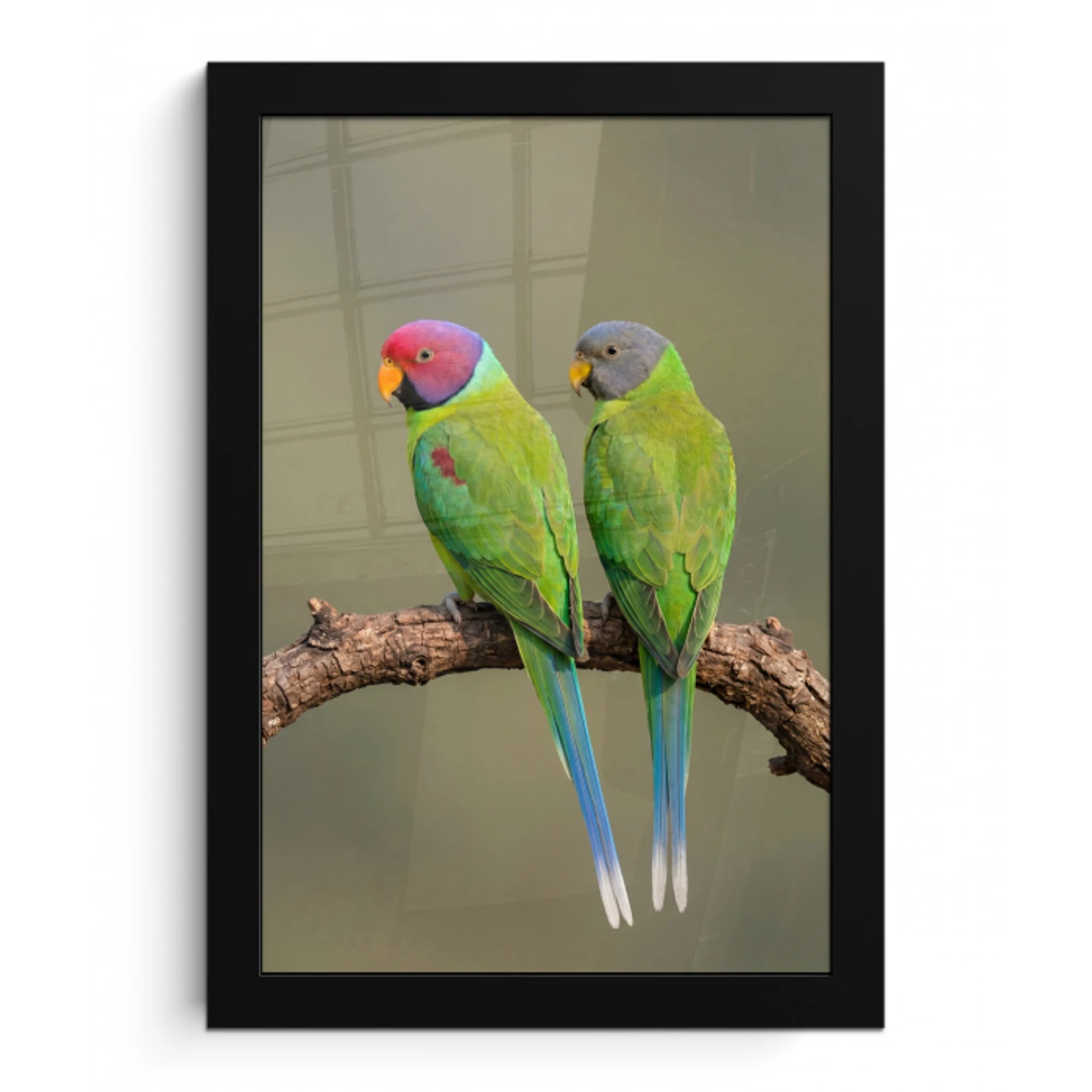Papagaai - Tak - Natuur - Kleurrijk fotolijst zwart zonder passe partout klein -3d