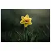 Bloem - Narcis - Gras - Geel poster papier klein -3d