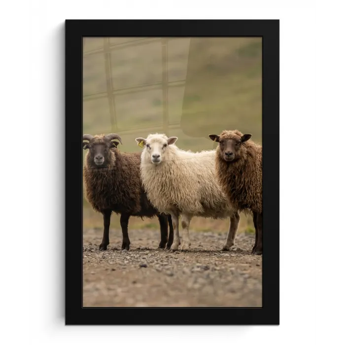 Schapen - Bruin - Wit - Grindpad fotolijst zwart zonder passe partout klein -3d