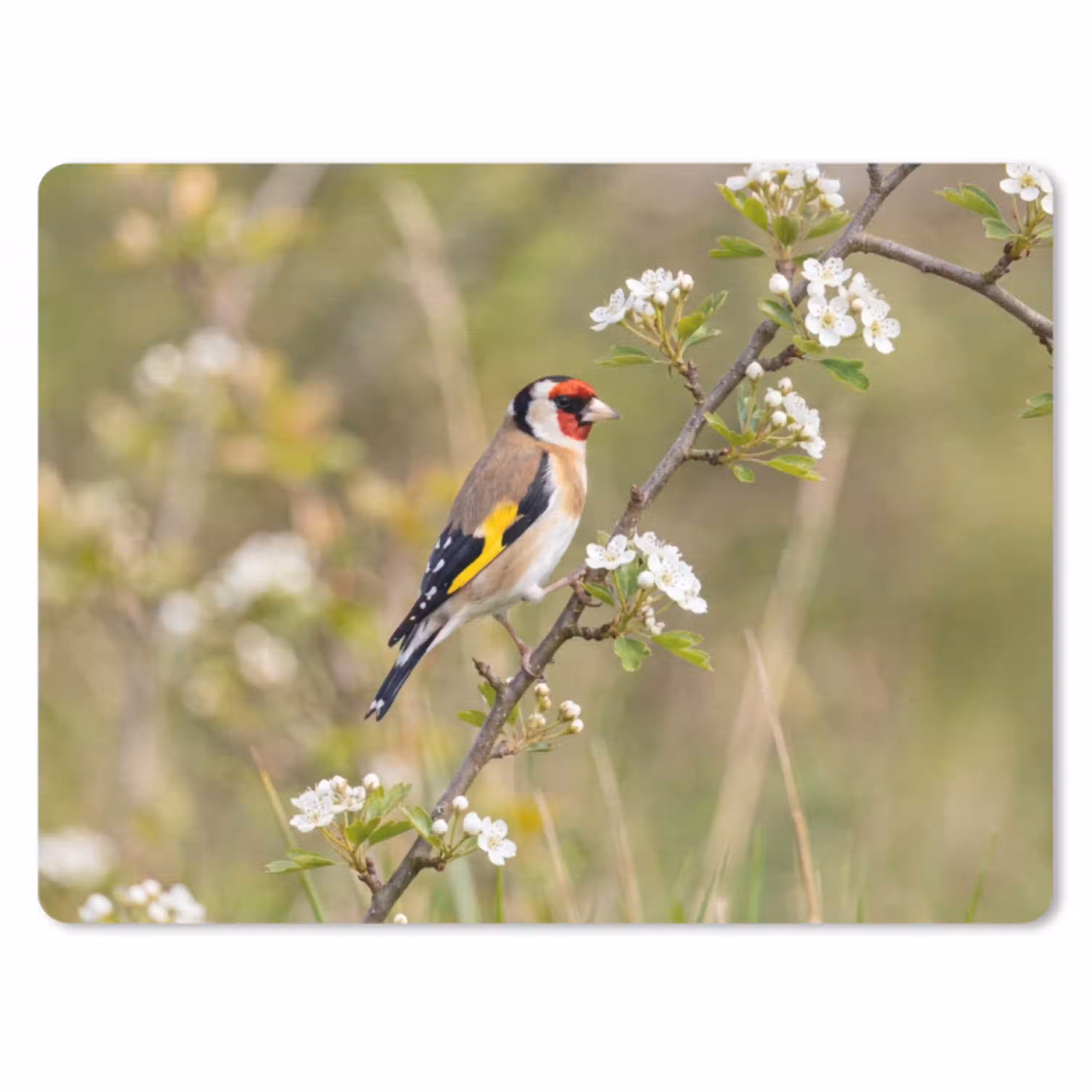 Putter - Bloesem - Lente - Natuur - Kleurrijk muismat rubber klein -3d