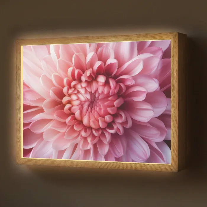 Dahlia - Bloem - Close up - Roze Light Box met batterij (Wandlamp) middel -z3d_website