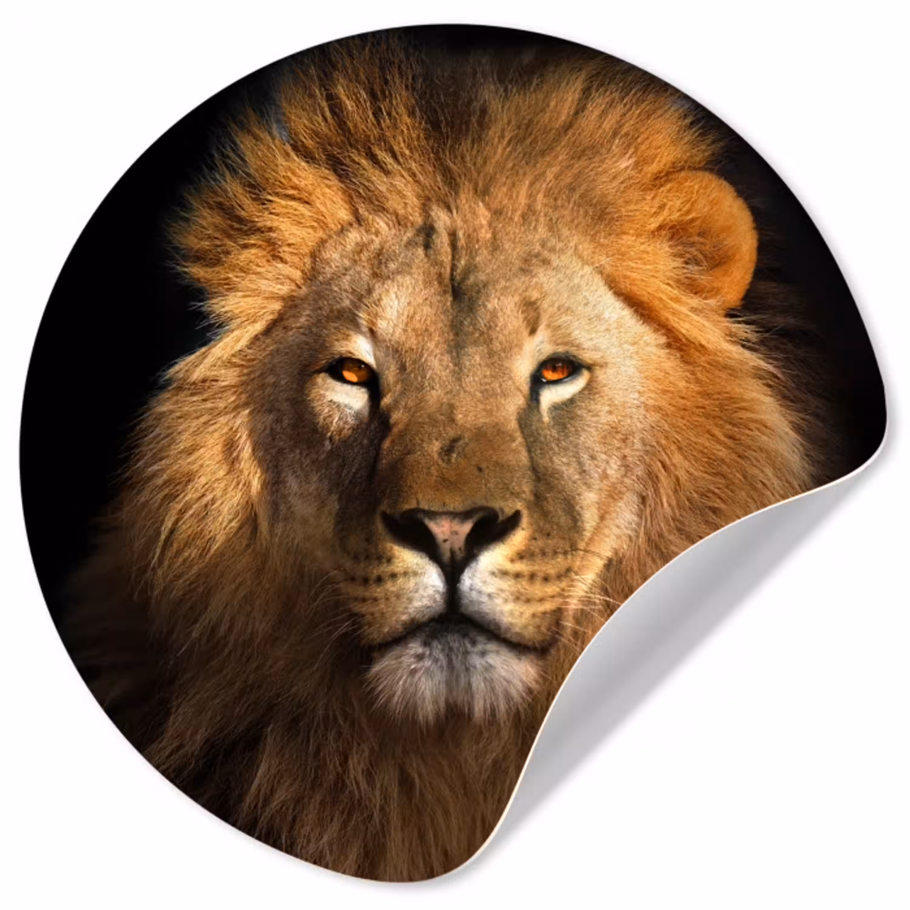 Leeuw - Dieren - Zwart - Licht - Bruin - Portret Wandcirkel behangsticker klein -3d
