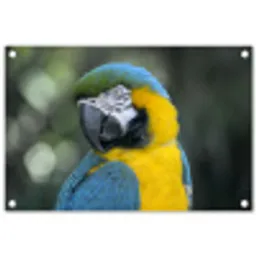 Vogel - Papegaai - Blauw tuinposter los doek klein -3d