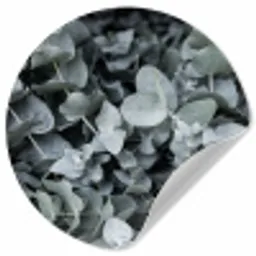 Natuur - Planten - Eucalyptus - Bladeren Wandcirkel behangsticker klein -3d