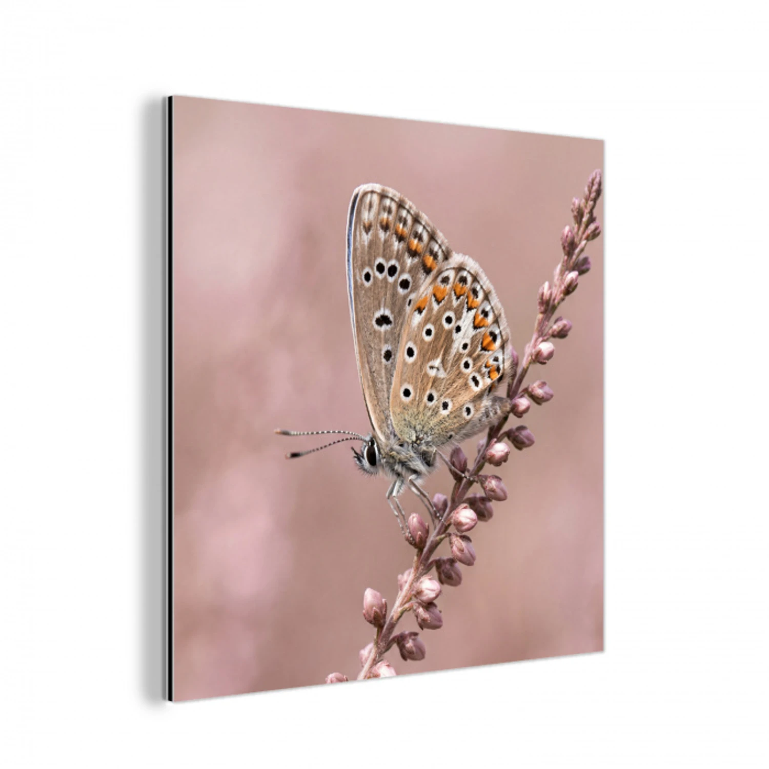 Lavendel - Vlinder - Paars aluminium wit klein -3d