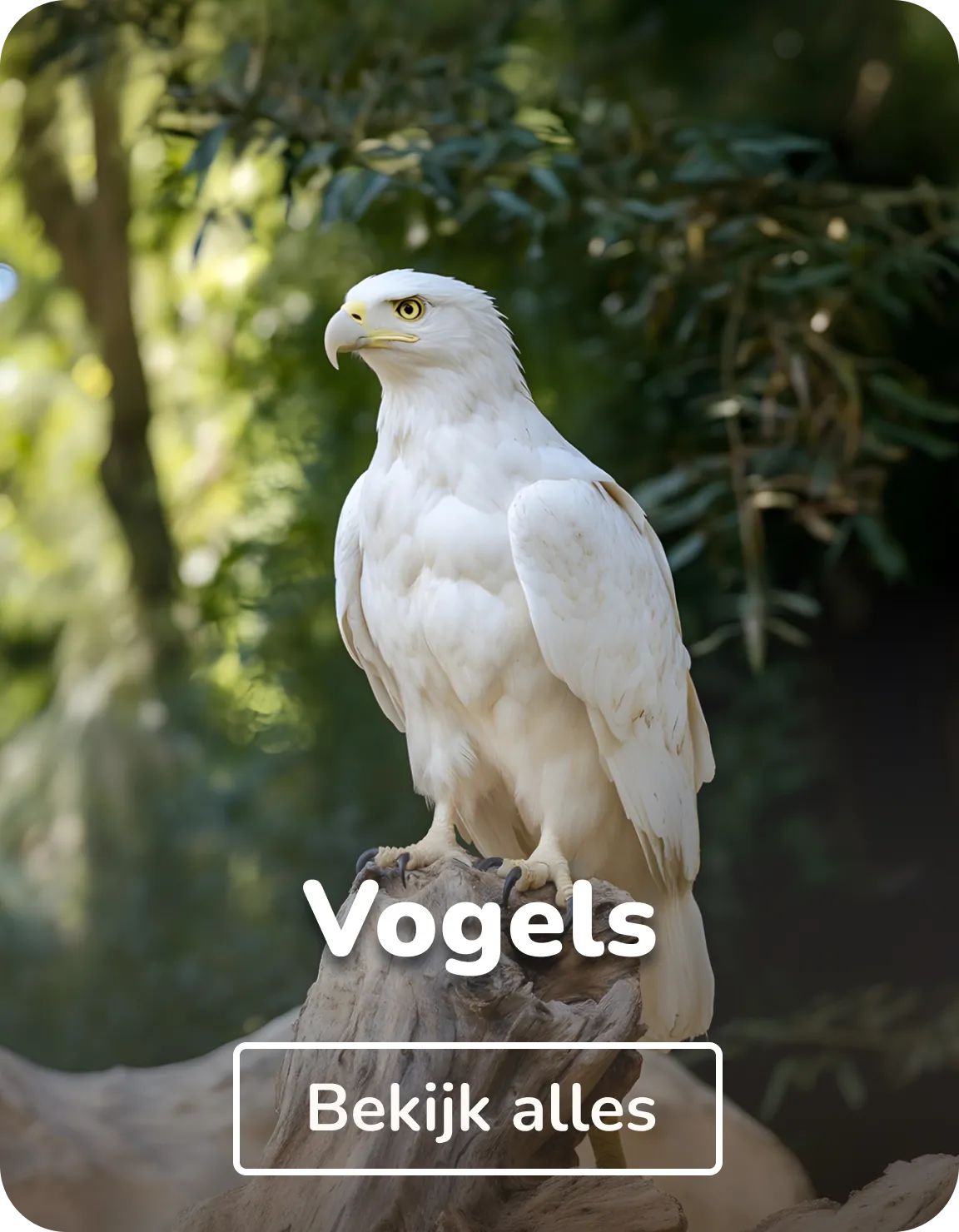 Canvas schilderijen vogels