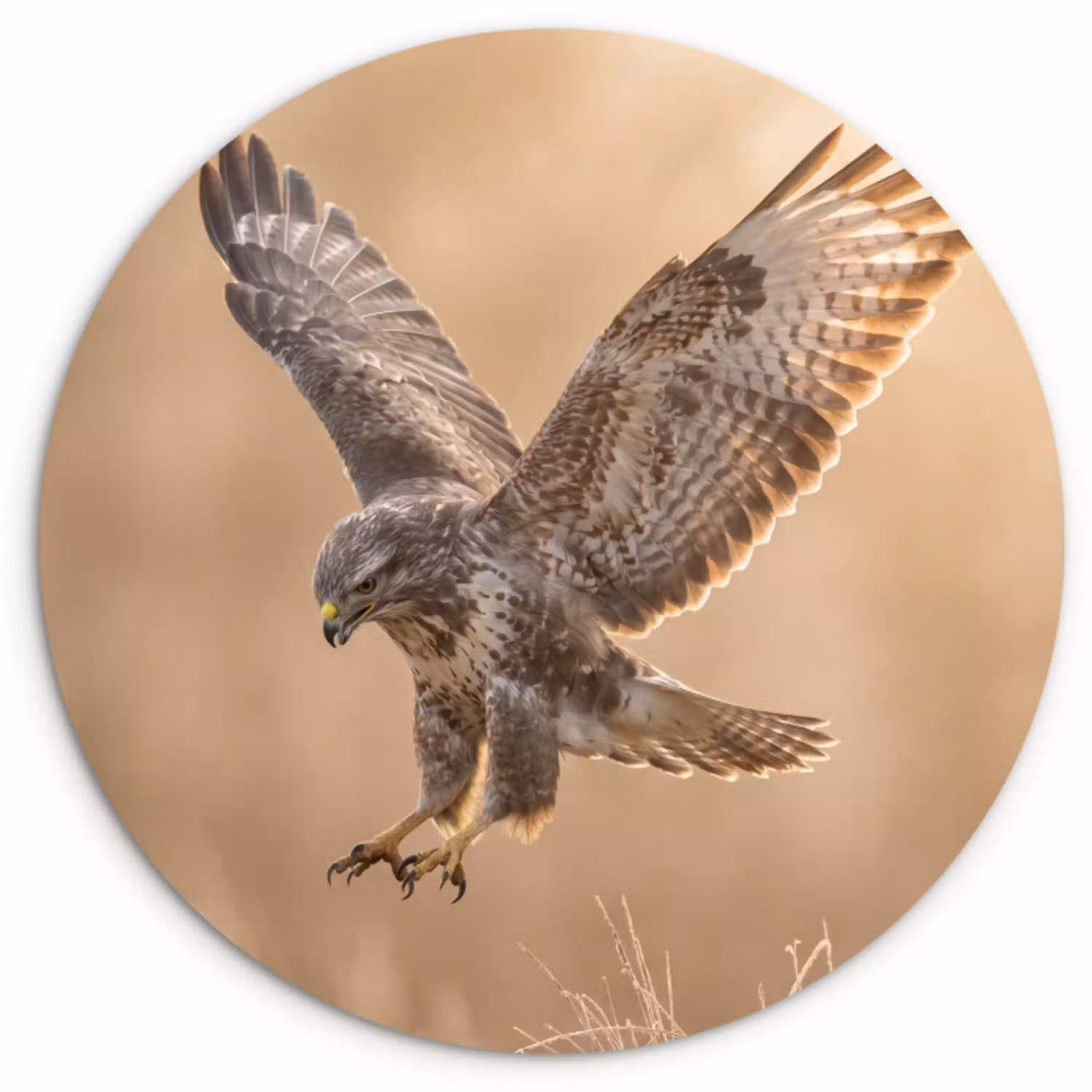 Buizerd - Roofvogel - Natuur - Bruin Wandcirkel kunststof plaat 5mm dik klein -3d