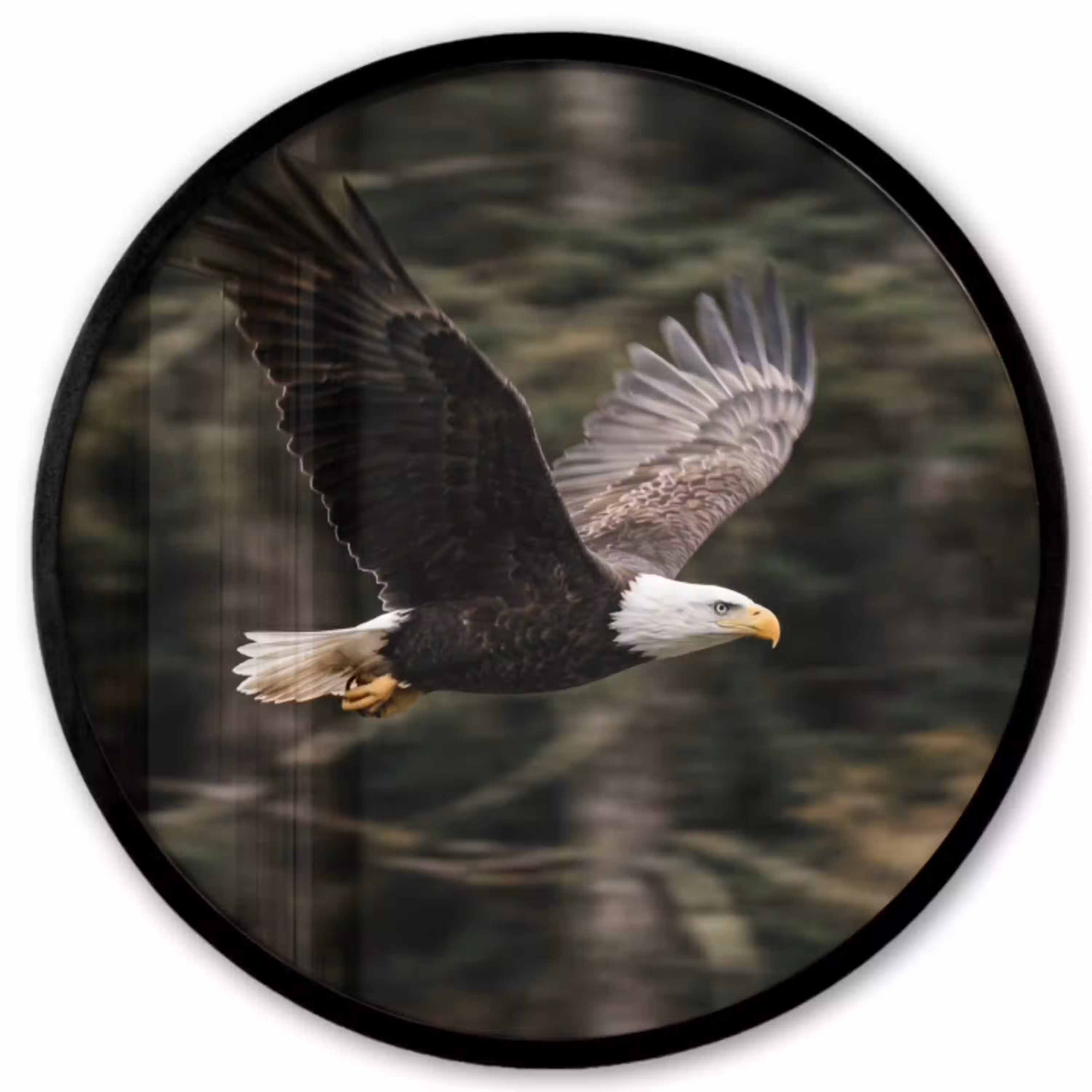 Zeearend - Vliegen - Bos - Natuur Fotolijst rond zonder passe partout klein -3d