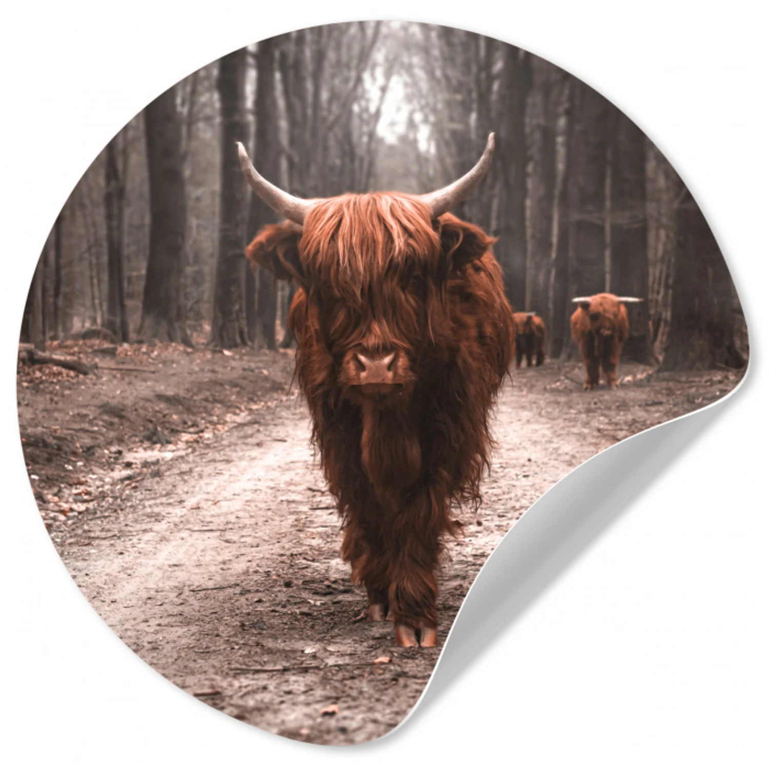 Schotse hooglander - Bos - Koe - Dieren - Natuur Wandcirkel behangsticker klein -3d