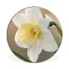 Narcis - Bloem - Minimalistisch Wandcirkel aluminium klein -3d
