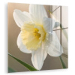 Narcis - Bloem - Minimalistisch plexiglas 5mm klein -zzzproduct_nieuw