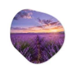 Lavendel - Veld - Natuur - Paars Wandcirkel Organisch Aluminium middel -3d