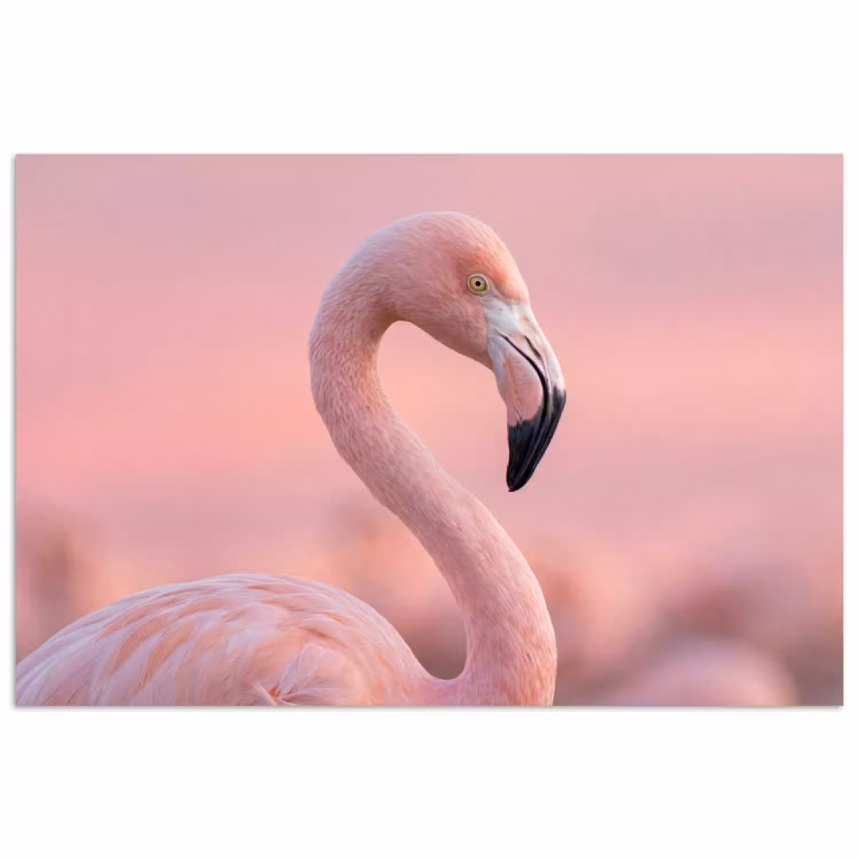 Flamingo - Portret - Roze poster papier klein -3d