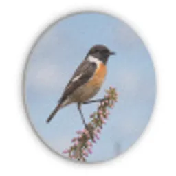 Roodborsttapuit - Heide - Paars - Natuur - Sfeervol Akoestische PET Vilt - Rond klein -3d