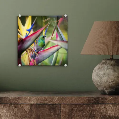 Kleurrijke vogel tussen allemaal kleurrijke platen plexiglas 5mm klein -sfeer3