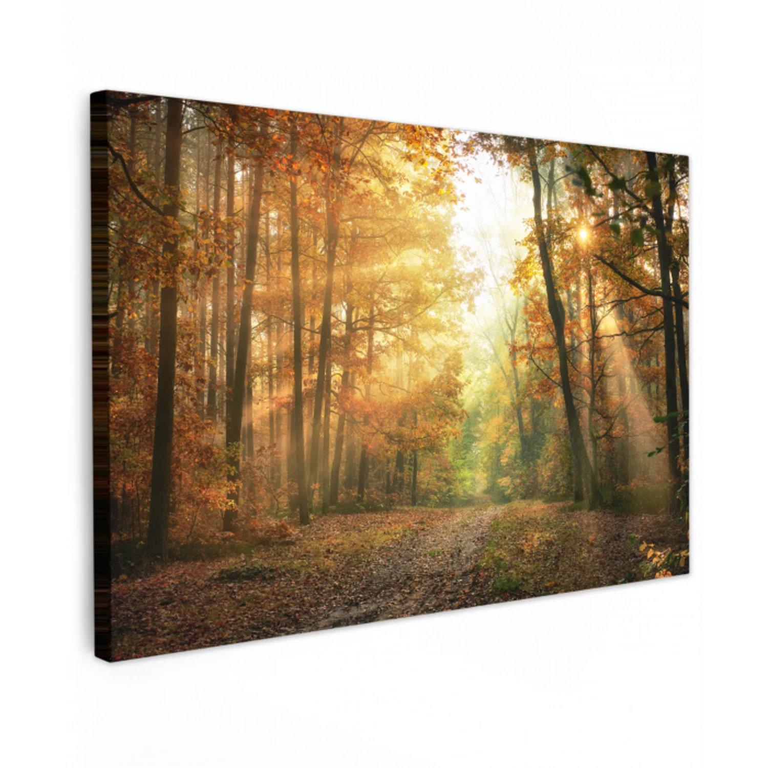 Bos - Herfst - Zon - Landschap - Natuur - Bomen - Bladeren canvas 2cm klein -z3d