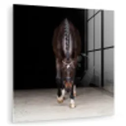 Paard - Modern - Portret plexiglas 5mm klein -zzzproduct_nieuw