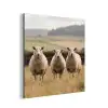 Schapen - Weidenlandschap - Heuvels aluminium wit klein -3d